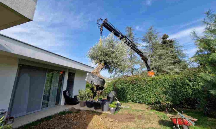 Plantation - Charbonnières-les-Bains - Alex'Terieur