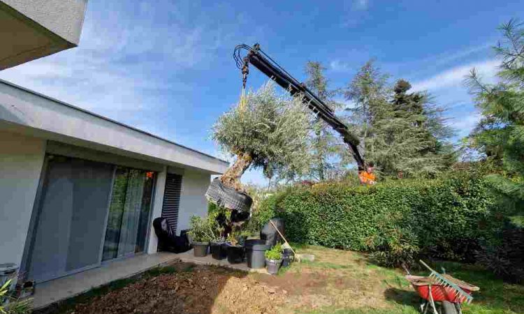 Plantation - Charbonnières-les-Bains - Alex'Terieur