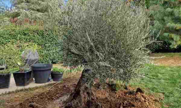 Plantation - Charbonnières-les-Bains - Alex'Terieur